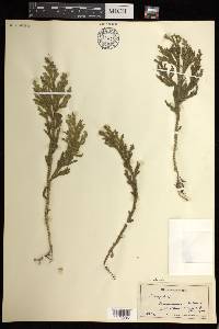 Selaginella arbuscula image