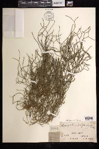Phlegmariurus filiformis image