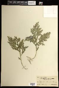 Selaginella arbuscula image