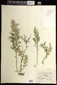 Selaginella arbuscula image