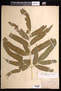 Coniogramme pilosa image