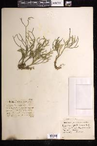 Phlegmariurus filiformis image