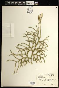 Lycopodium venustulum image