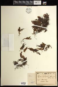 Sphaerocionium obtusum image