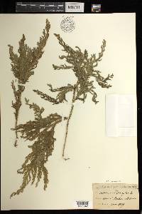 Selaginella arbuscula image