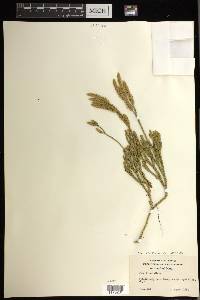 Lycopodium venustulum image