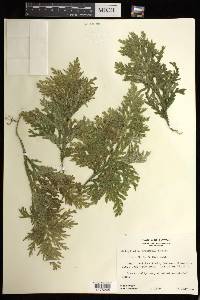 Selaginella arbuscula image