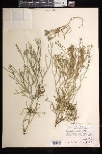 Phlegmariurus filiformis image