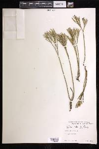 Psilotum nudum image