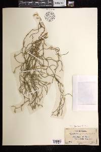 Phlegmariurus filiformis image