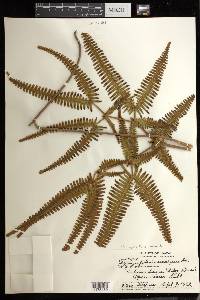 Dicranopteris linearis image