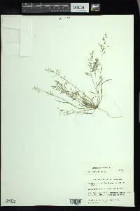 Eragrostis minor image