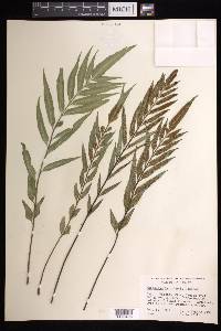 Asplenium kaulfussii image