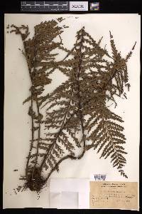 Asplenium horridum image