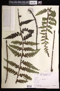 Asplenium horridum image