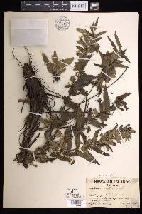 Asplenium kaulfussii image