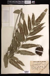 Asplenium kaulfussii image