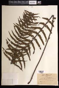 Asplenium horridum image