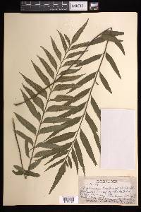 Asplenium kaulfussii image