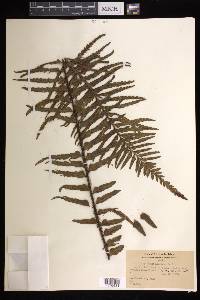 Asplenium horridum image