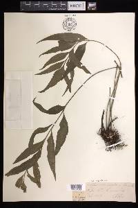 Asplenium kaulfussii image