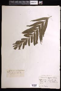 Asplenium kaulfussii image