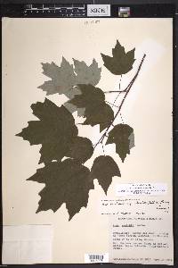 Acer skutchii image