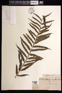 Asplenium kaulfussii image