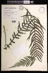 Asplenium horridum image