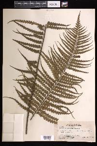 Asplenium horridum image