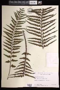 Asplenium horridum image