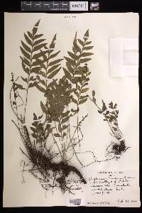 Asplenium kaulfussii image