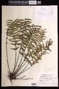 Asplenium horridum image