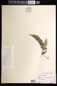 Asplenium horridum image