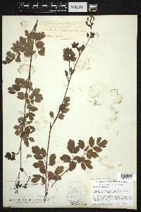 Thalictrum dasycarpum image