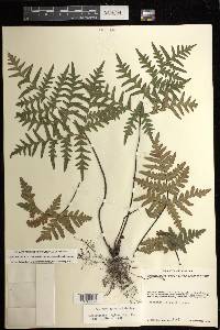 Cheiloplecton rigidum image