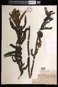 Asplenium kaulfussii image