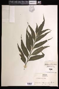 Asplenium kaulfussii image
