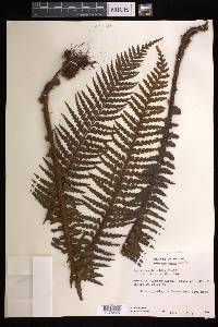 Asplenium horridum image