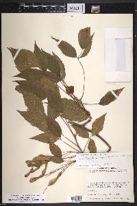Acer negundo subsp. mexicanum image
