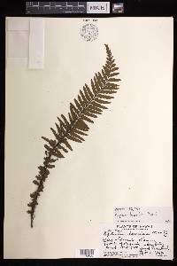 Asplenium horridum image