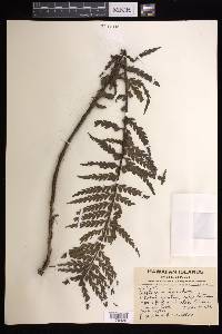 Asplenium horridum image