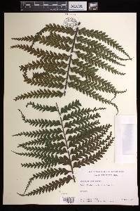 Asplenium horridum image