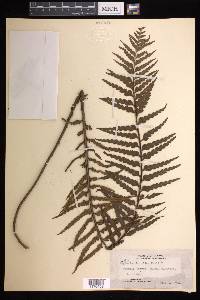 Asplenium horridum image