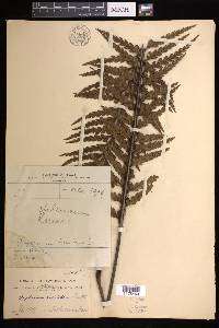 Asplenium horridum image