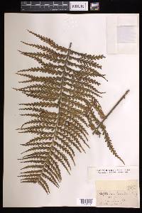 Asplenium horridum image