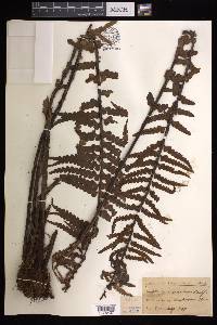 Asplenium horridum image