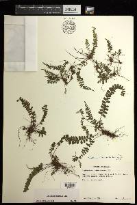 Asplenium hobdyi image