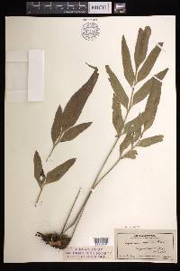 Asplenium kaulfussii image