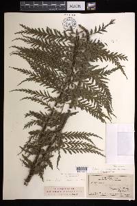 Asplenium horridum image